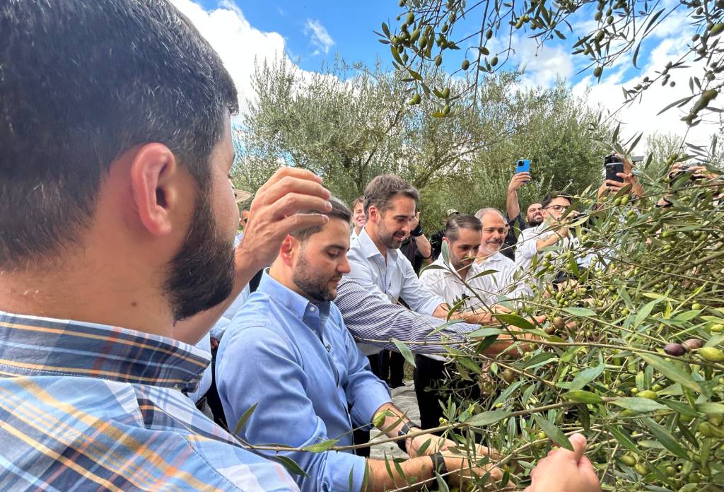 RS inicia colheita da oliva com perspectiva de produção recorde de azeite