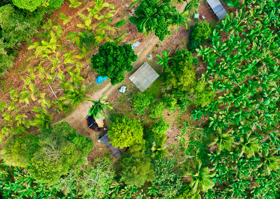 Satélites mapeiam banana e pupunha e reforçam políticas públicas para agricultura familiar