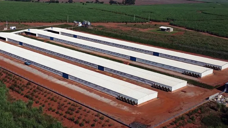 Grupo Pluma investe R$ 120 milhões para construir maior incubatório de ovos férteis no PR