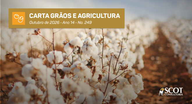 Carta Grãos e Agricultura - Algodão brasileiro mantém protagonismo no mercado global