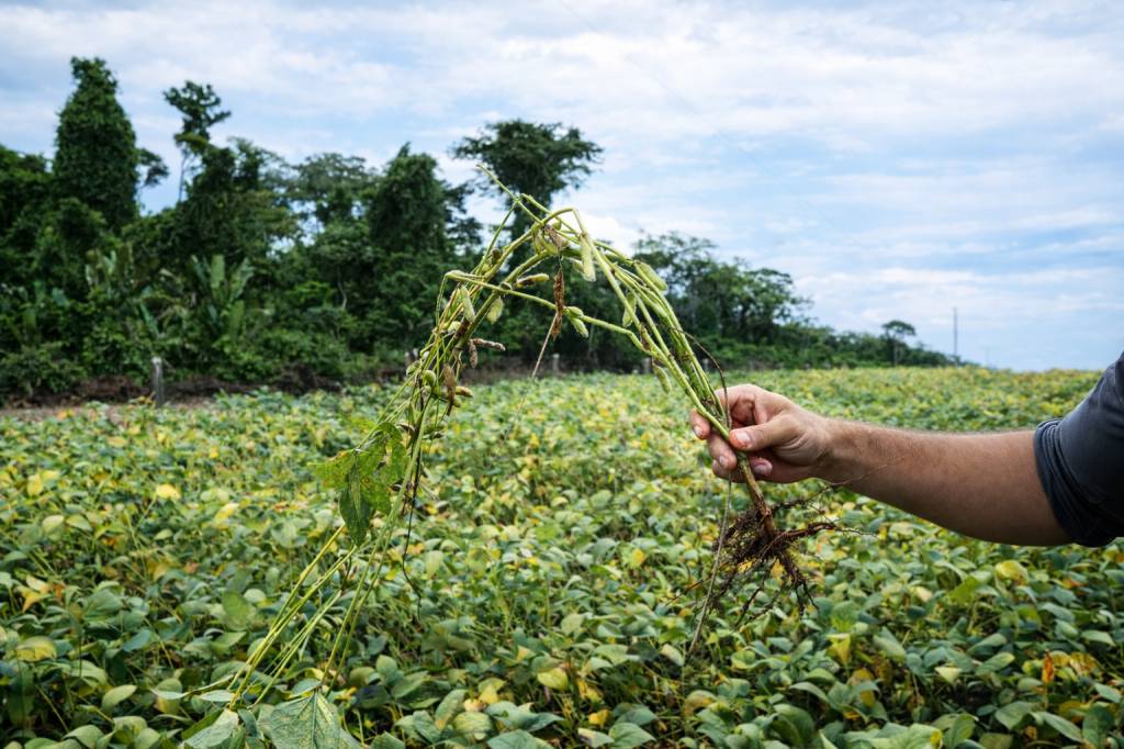 Método aumenta produtividade da soja em 135 sacas por hectare mesmo na seca