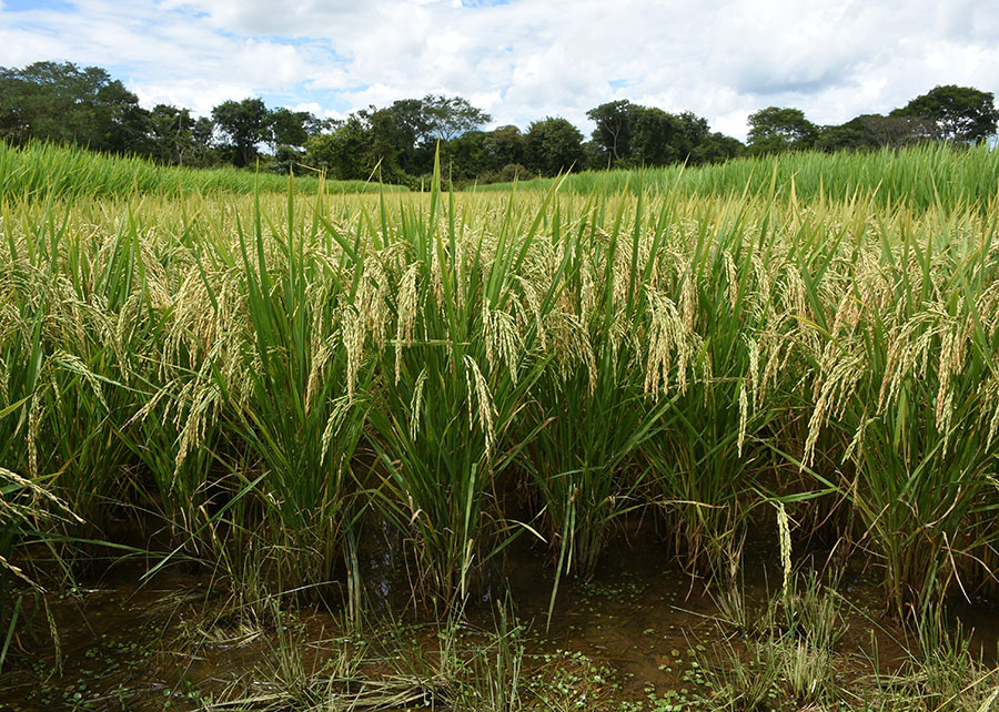 Pesquisa identifica plantas mais resistentes à cigarrinha-do-arroz 