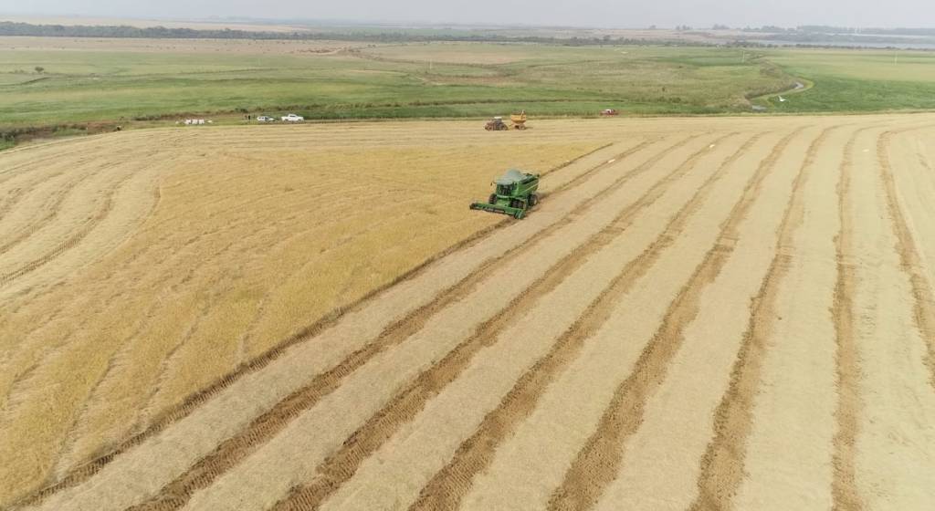 Colheita do arroz é iniciada no Rio Grande do Sul