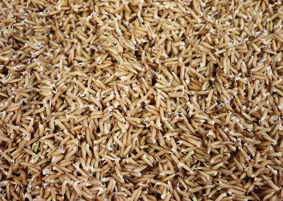Pesquisa da Embrapa demonstra que arroz germinado é mais nutritivo