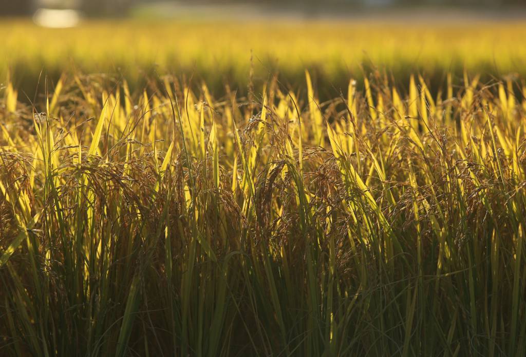 Leilões da Conab reduzem liquidez do arroz no mercado spot
