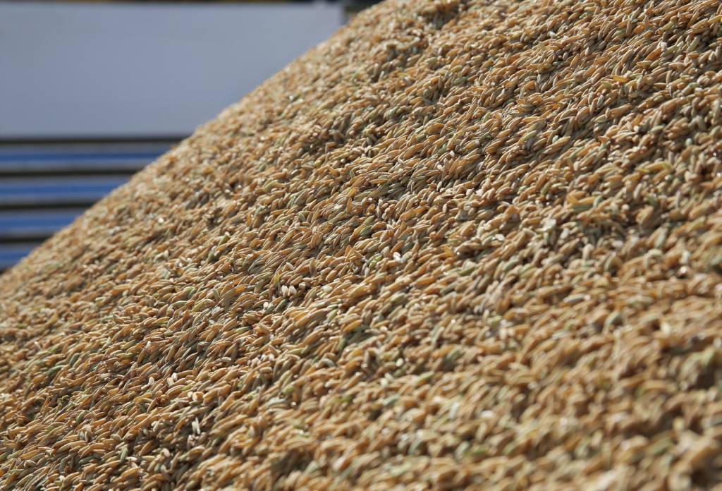 Conab fará leilões para escoamento de arroz com investimento de R$ 73,6 milhões