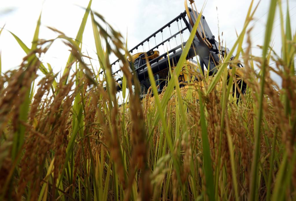 Conab realiza novo leilão de apoio ao escoamento de arroz na próxima quarta-feira (13)