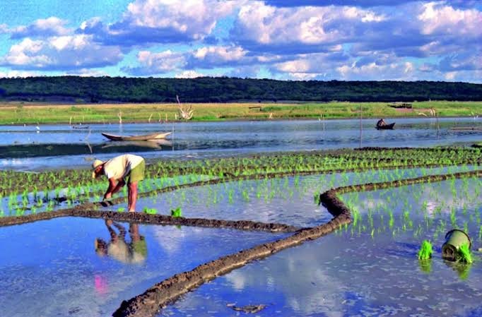 Planejamento da safra de arroz 2026/27 ganha força com foco em custos e rentabilidade