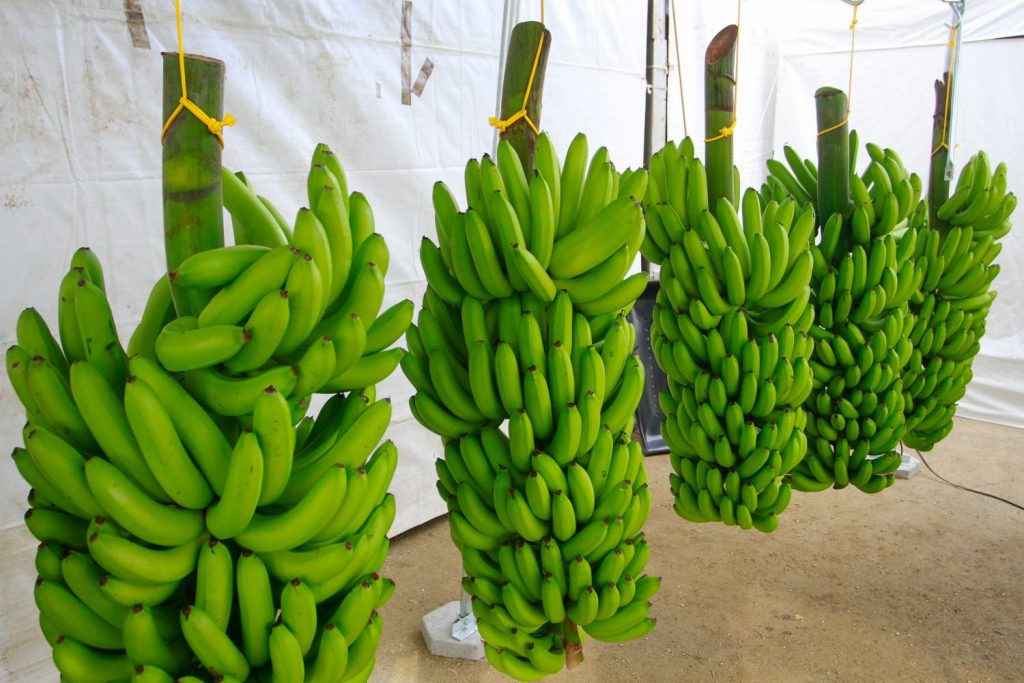 Com banana do Vale do Ribeira, agro de São Paulo soma dez Indicações Geográficas reconhecidas pelo INPI