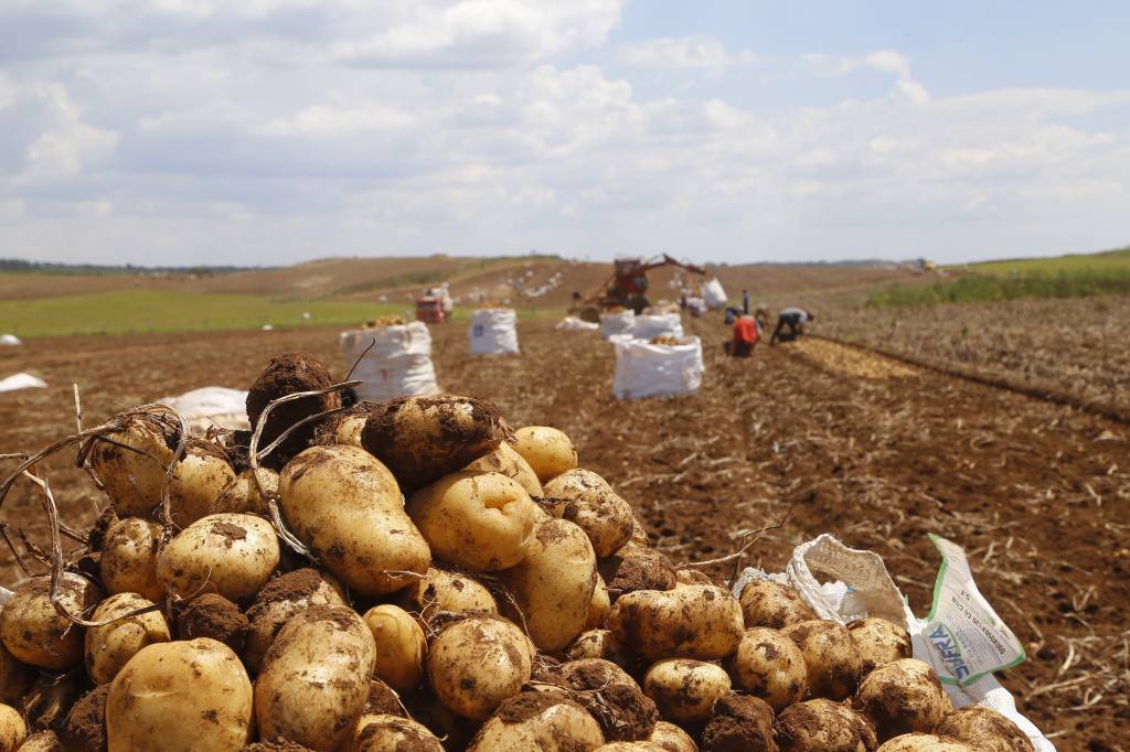 Chuva limita oferta da batata e preços sobem nos atacados