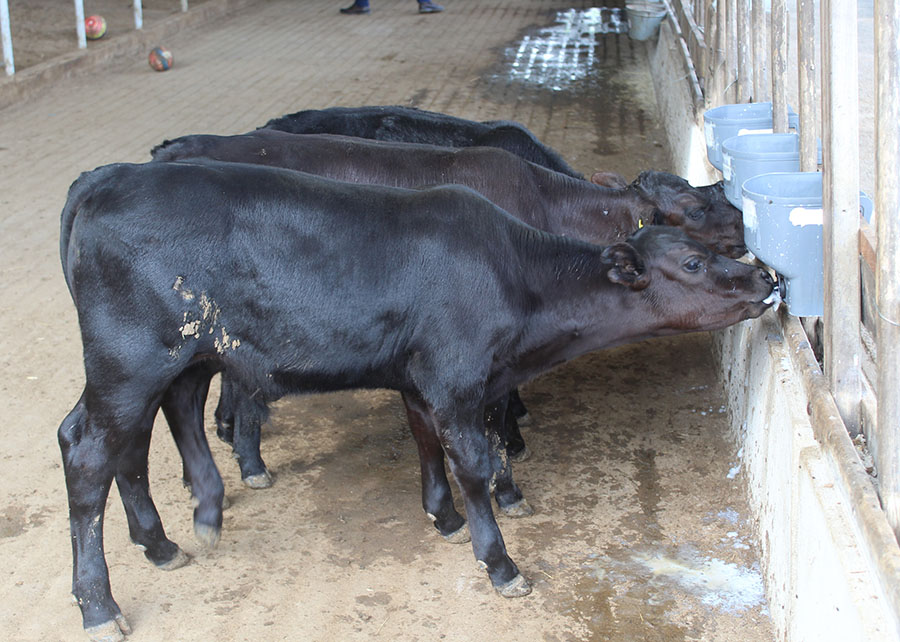 Bezerro é negociado acima de R$ 3 mil em quase todas as praças pesquisadas pelo Cepea