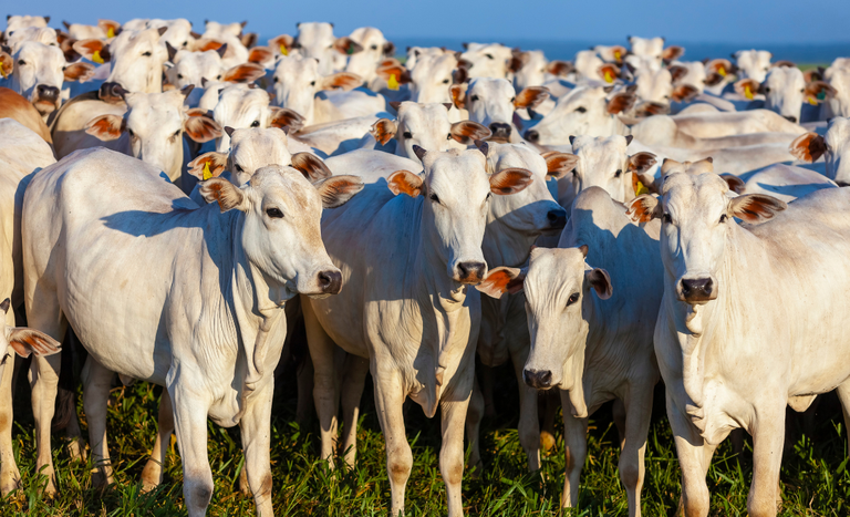 China reconhece todo o território brasileiro como livre de febre aftosa