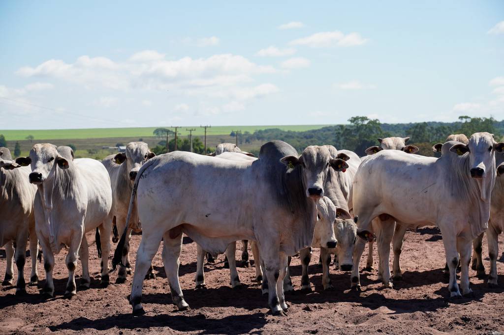 Preço do boi gordo dispara frente à vaca e amplia margem em São Paulo