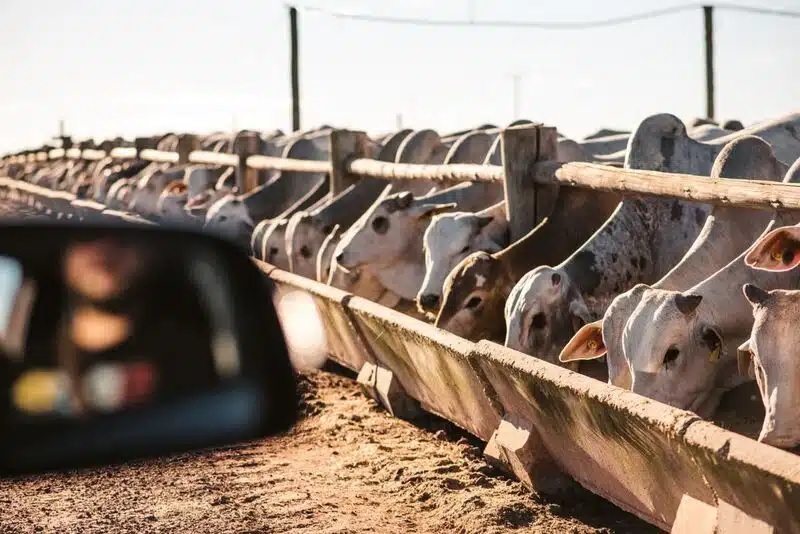 Pressão sobre a arroba preocupa pecuaristas diante de desaceleração das exportações