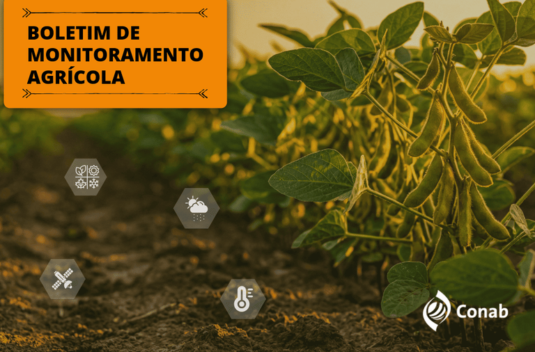 Chuvas favorecem cultivos de verão no Centro-Oeste, mas o excesso de umidade afeta lavouras de inverno no Sul