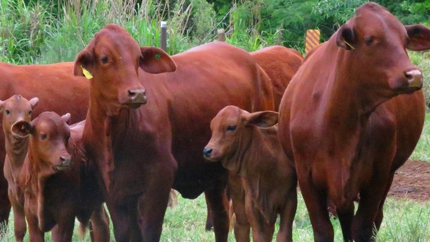 Mapa reconhece raça bovina Bravon e autoriza registro genealógico 