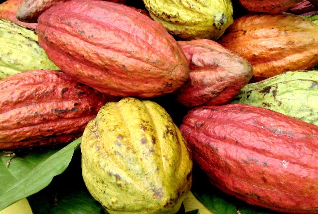 Mercado de cacau combina sensibilidade climática e movimentos técnicos, mas riscos mantêm mercado em alerta