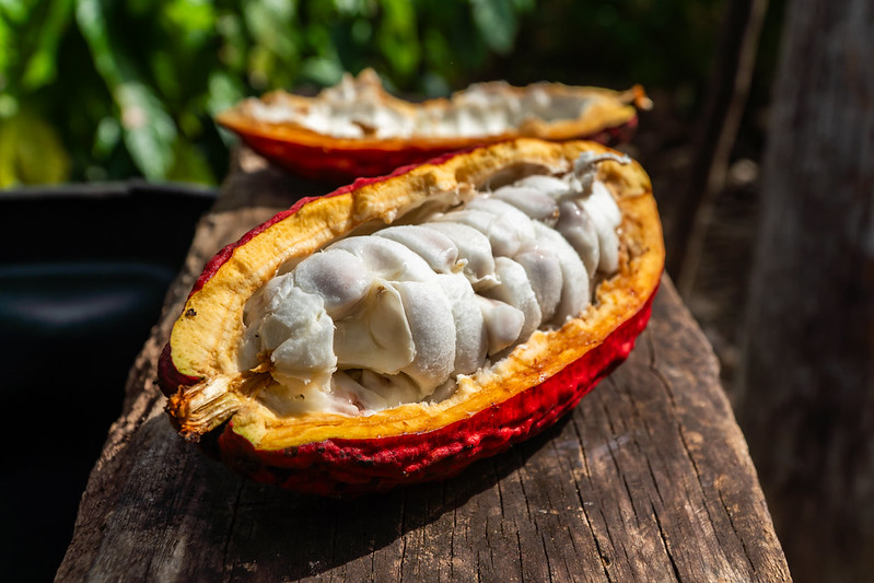 Cacau ganha espaço em Mato Grosso como alternativa de renda para produtores rurais