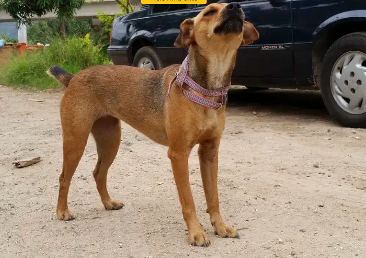 Governo de SP endurece punições para maus-tratos a animais e multas podem chegar a R$ 50 mil por animal 