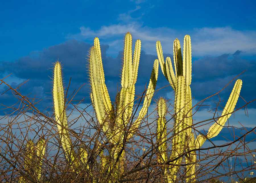 Fungos da Caatinga revelam potencial para o enfrentamento de doenças agrícolas e do calor extremo