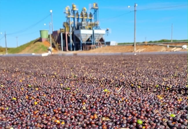 Reta final: colheita de café arábica chega a 99% no Cerrado Mineiro