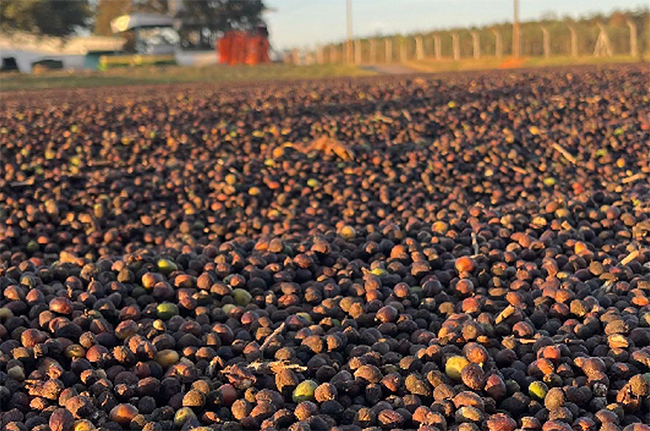 Expocacer: colheita de café entra na reta final em setembro no Cerrado Mineiro