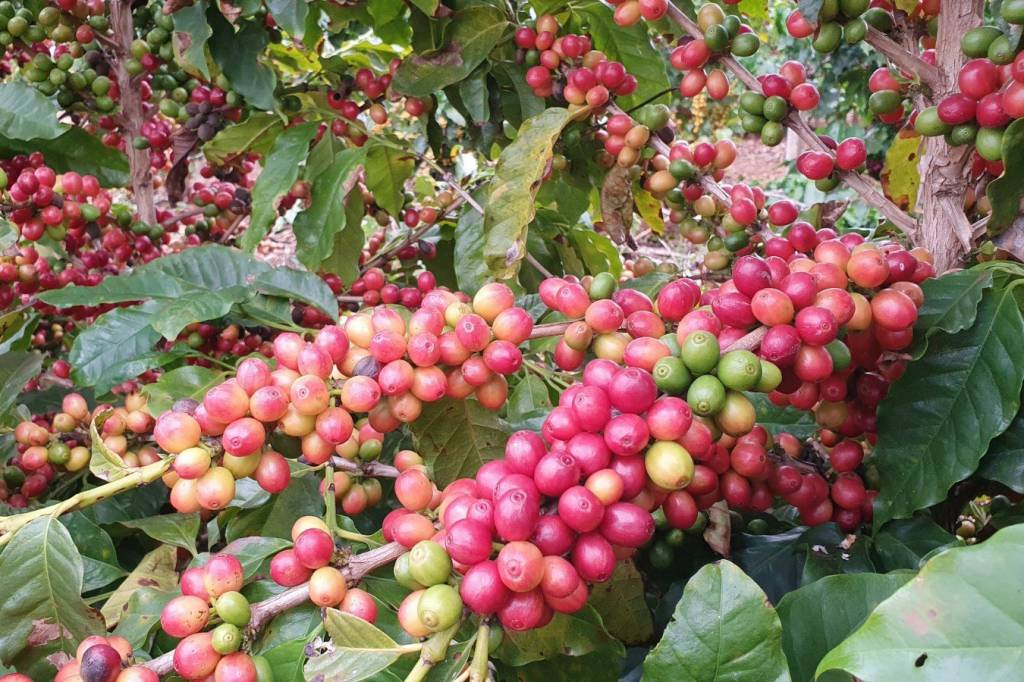 Pesquisa da Conab e Dieese aponta queda de açúcar, café e óleo de soja na maioria das capitais brasileiras