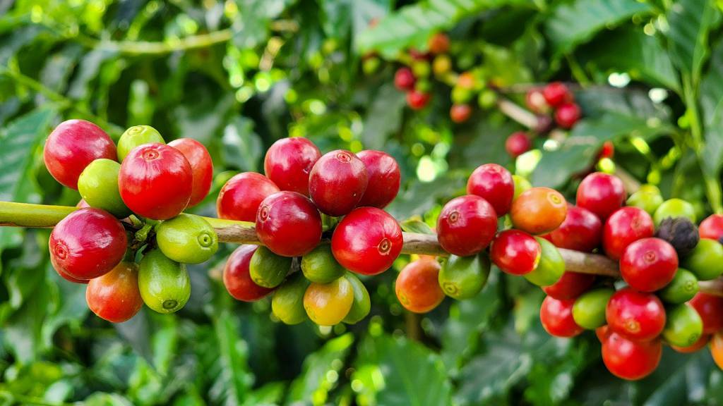 Mercosul-UE: acordo deve impulsionar cafés industrializados e atrair investimentos, diz Cecafé