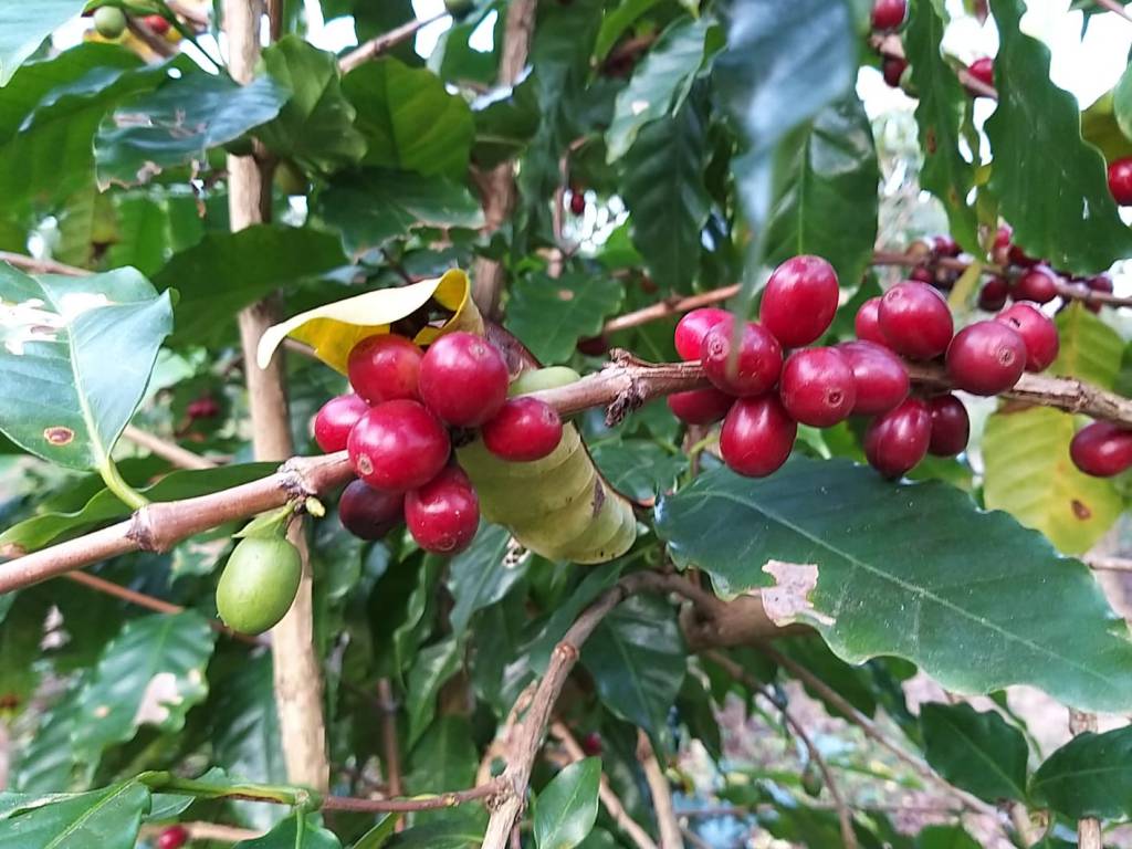 Café oscila com pressão da nova safra brasileira
