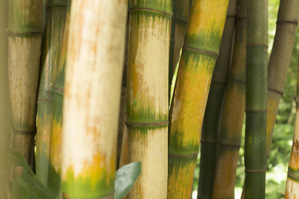 Conab estima produção de cana-de-açúcar em 673,2 milhões de toneladas na safra 2025/26