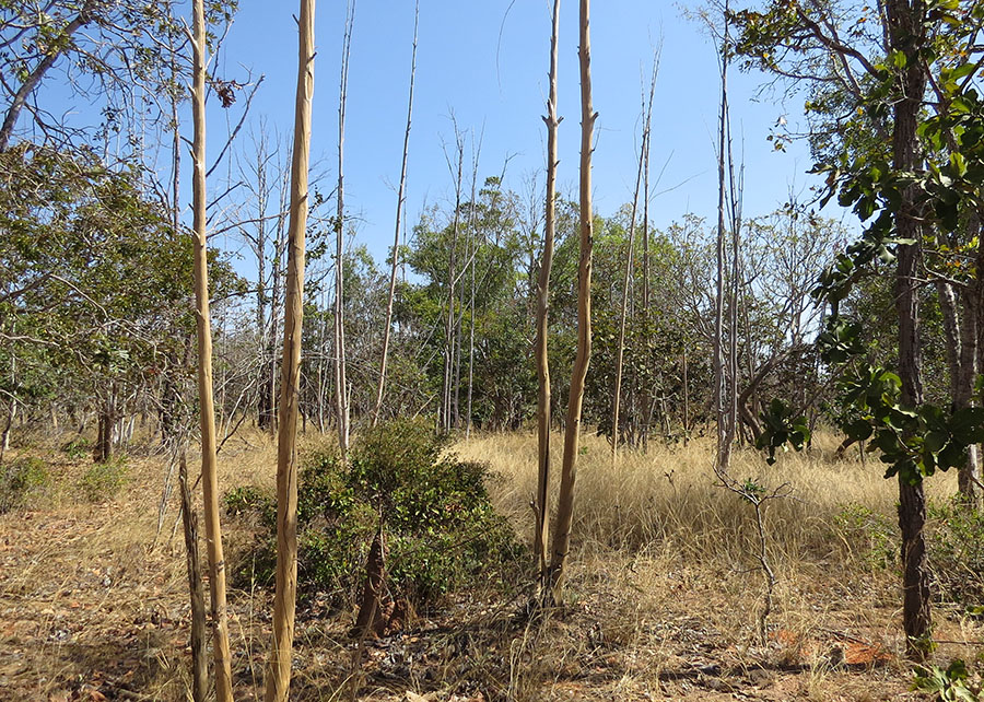 Inteligência artificial e satélites mapeiam terras agrícolas abandonadas no Cerrado