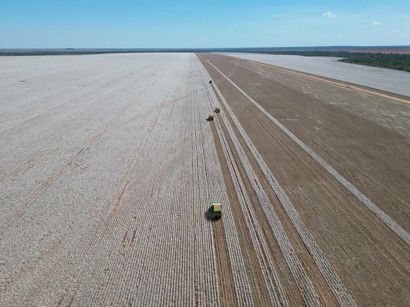 Imea aponta fim da colheita de algodão em Mato Grosso com 100% da área colhida