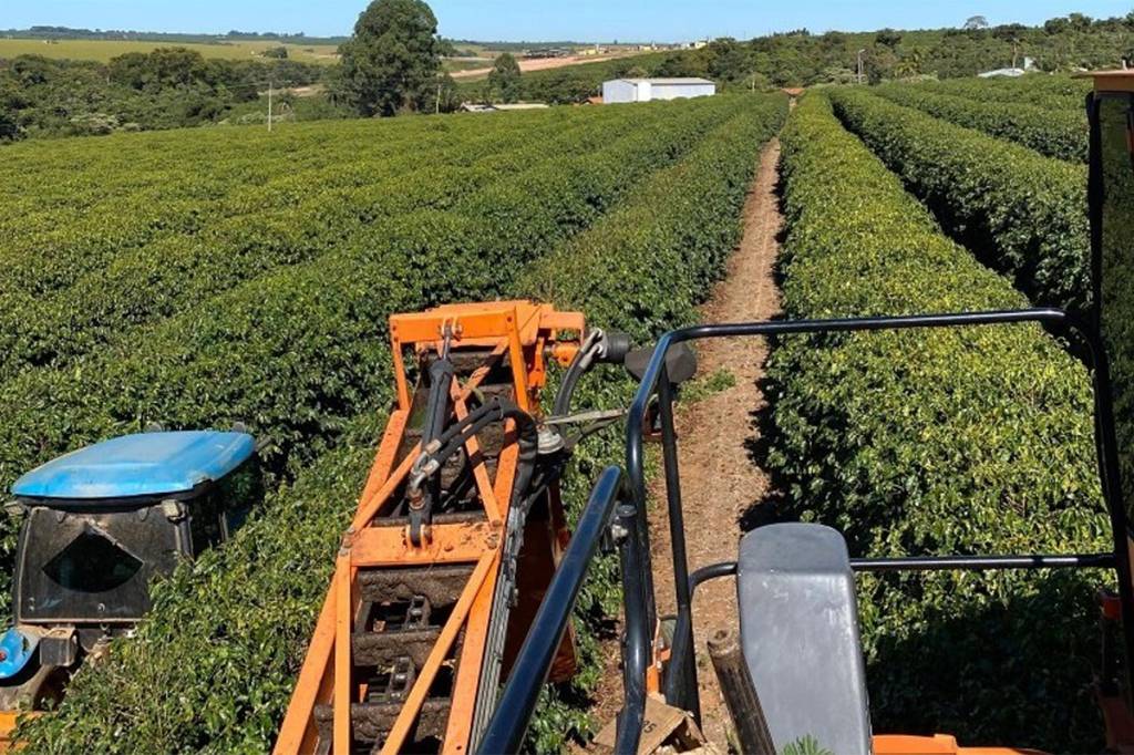 Colheita de café arábica na área de atuação da Expocacer avança para 32%