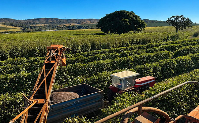Colheita de café arábica encerra julho em 66% na área da Expocacer