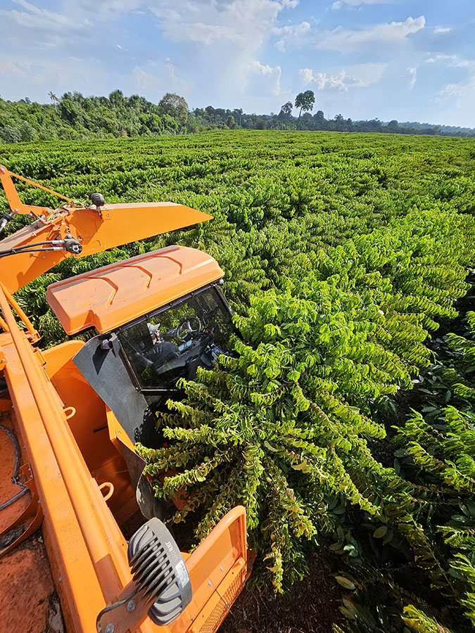 Colheita de café avança para 24,9% na área monitorada pela Cooxupé