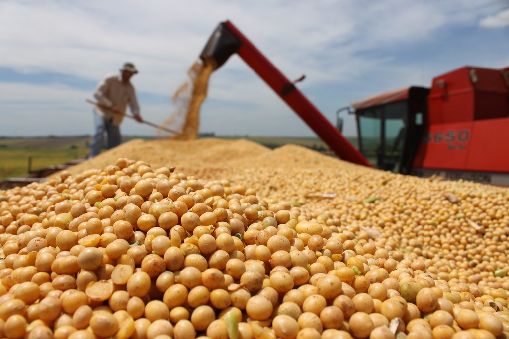 Soja ganha força no mercado com demanda aquecida e exportações em alta