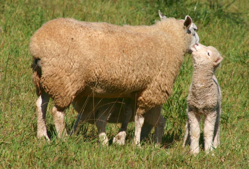 Produtores devem reforçar manejo de cordeiros diante de inverno mais úmido no Rio Grande do Sul