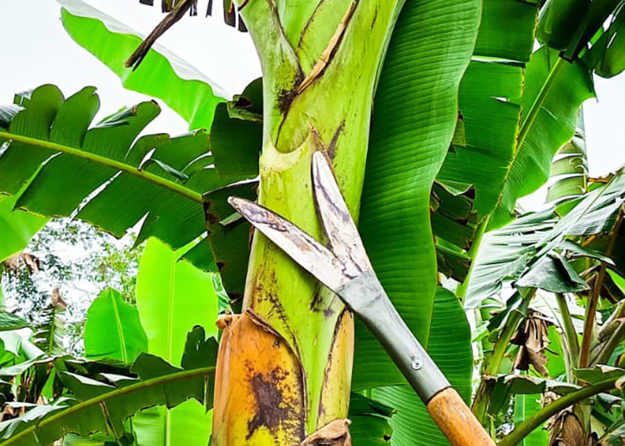 Inovação alia eficiência e sustentabilidade à bananicultura familiar na Amazônia