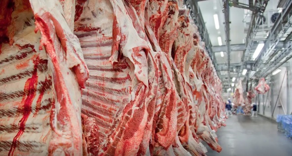 Mercado do boi gordo segue pressionado no fim de maio