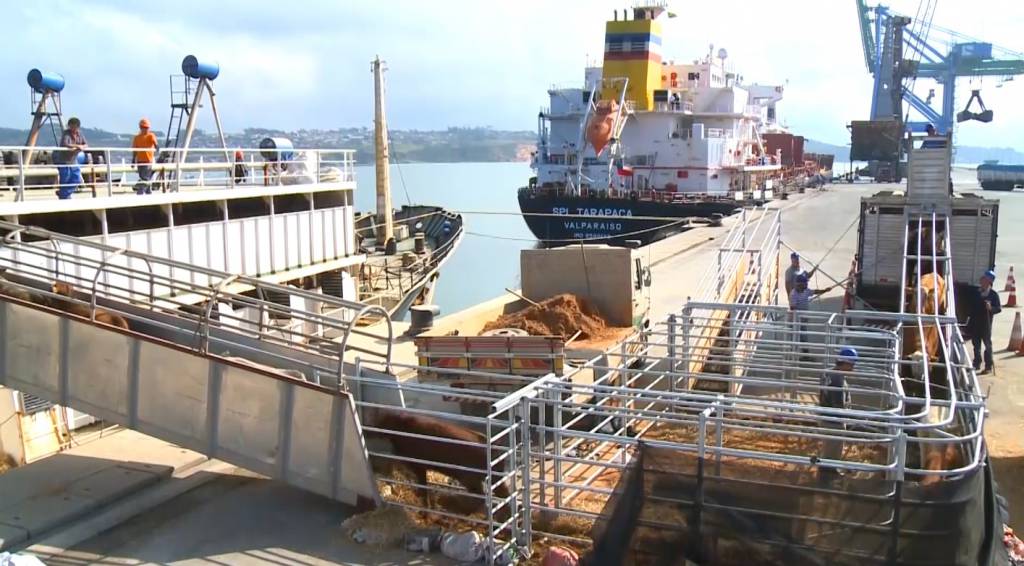 Brasil poderá exportar gado vivo, embriões e sêmen bovino para Ruanda