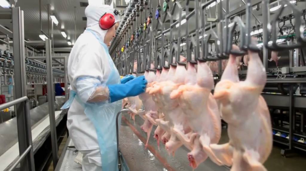 Carne de frango registra alta de preços e produção bate recorde histórico no Brasil