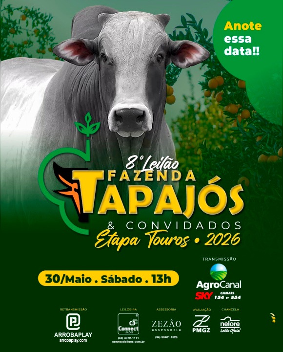 Nelore Tapajós oferta touros neste sábado no AgroCanal
