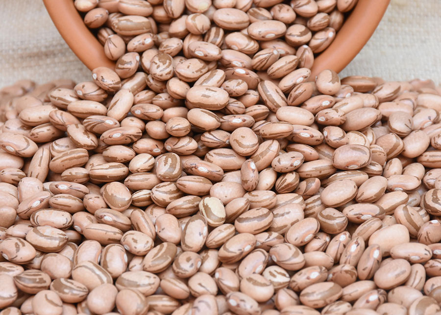 Dia Mundial do Feijão: Produtor fala sobre produção e dificuldades do cultivo no Mato Grosso