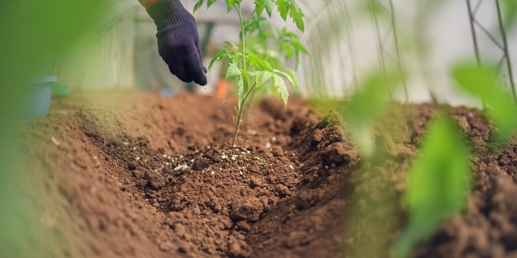 IAC traz orientações estratégicas ao agricultor diante de preços de fertilizantes