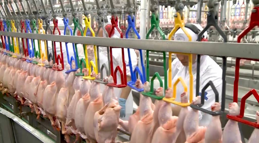 Exportações de carne de frango superam US$ 1 bilhão em maio e estabelecem novo recorde histórico