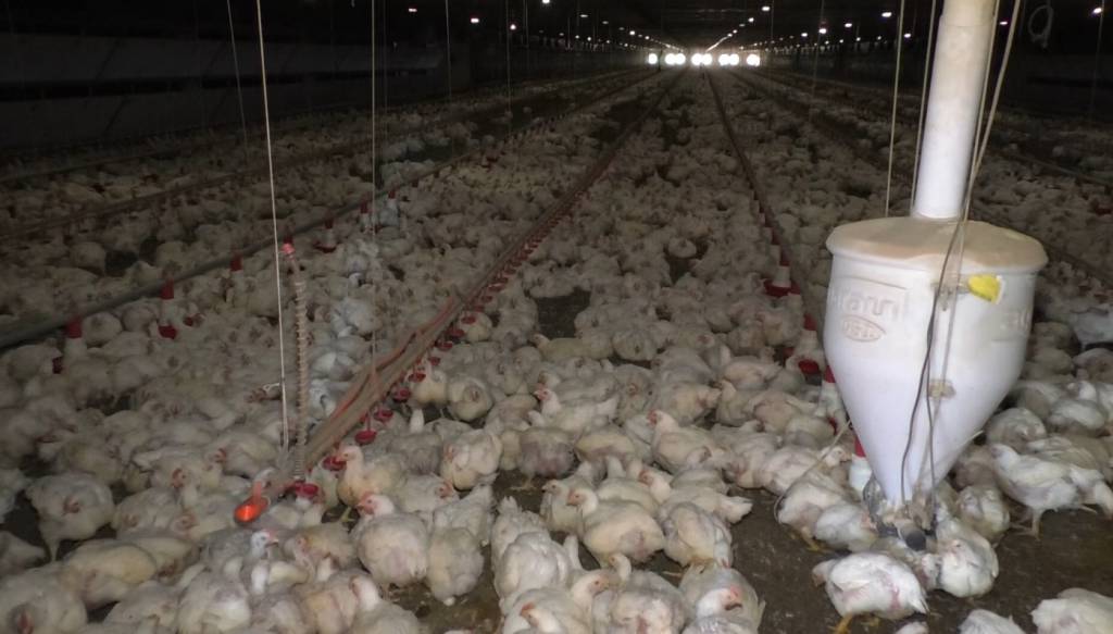 Produção de ovos cresce no Brasil e supera 1,2 bilhão de dúzias no início de 2026