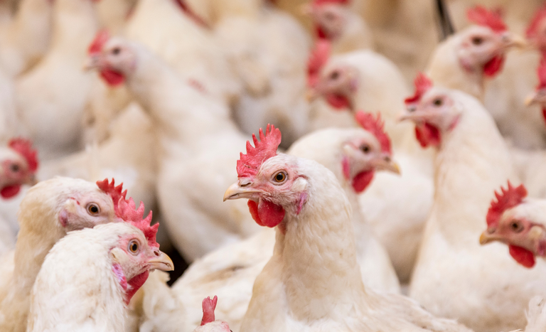 Exportações de carne de frango de Santa Catarina batem recorde histórico em 2026