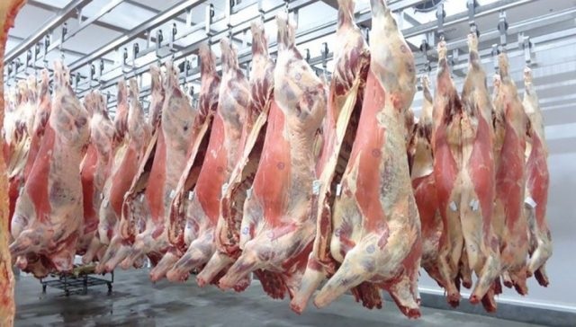 Oferta Restrita Eleva Preços da Arroba, mas Indústrias Sinalizam Cautela nos Próximos Dias