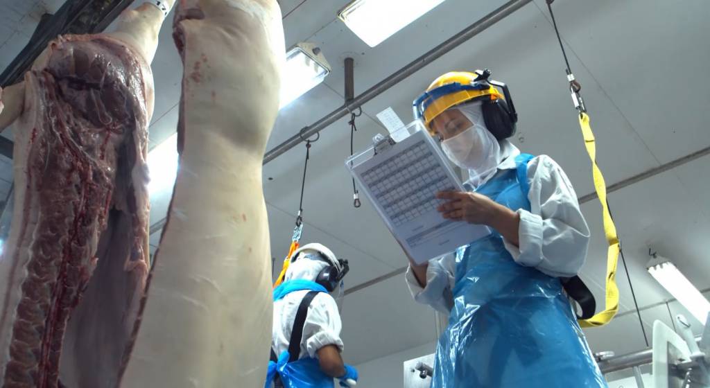 Exportações de carne suína crescem 9% em maio