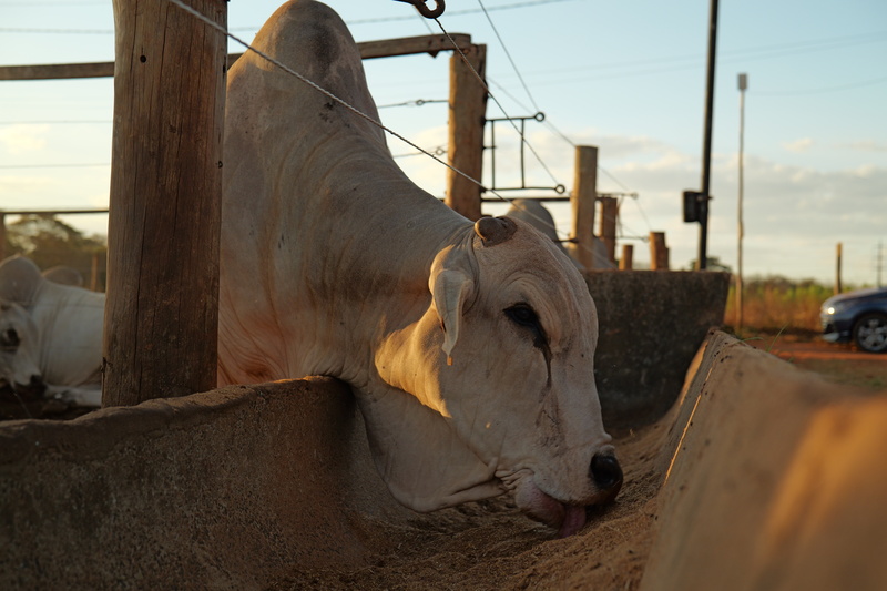 Inpasa e UFG realizam estudo inédito no Brasil sobre o uso de DDGS de sorgo no confinamento de bovinos